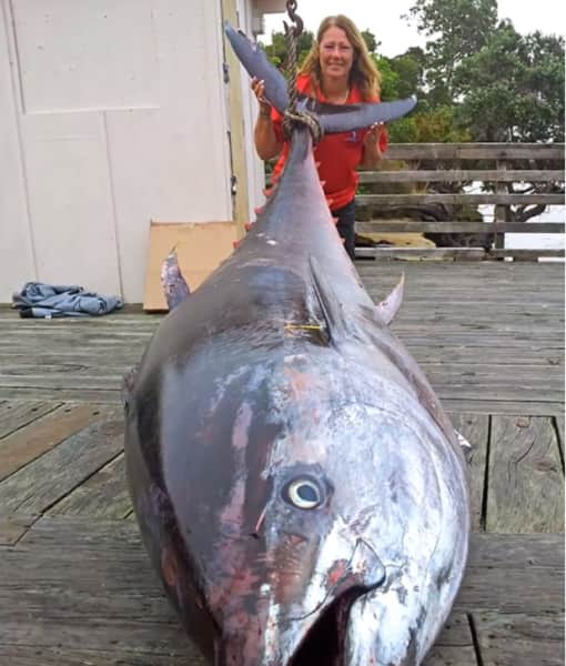 New Zealand Angler’s 907-pound Bluefin Tuna Challenges World Record
