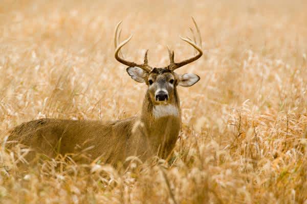 No Sign of Additional CWD Cases in Missouri
