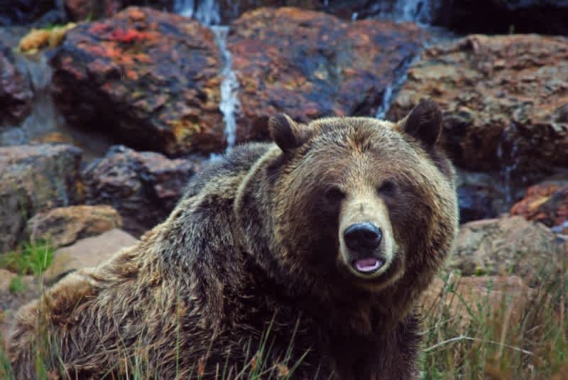 Yellowstone Grizzlies Progress Towards Federal Delisting