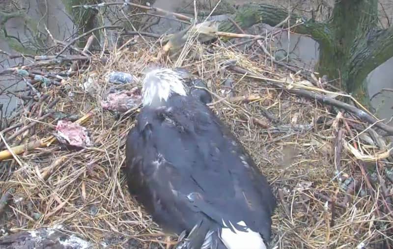 Video: Bald Eagles Adopt Duck Egg after Eating Mother