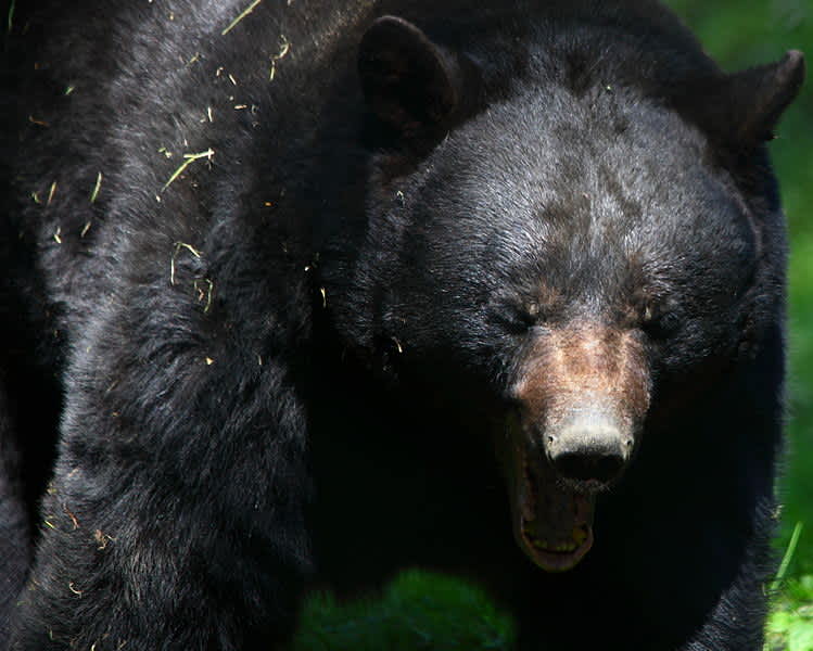 Florida Lawmakers Call for Bear Hunting after Recent Maulings