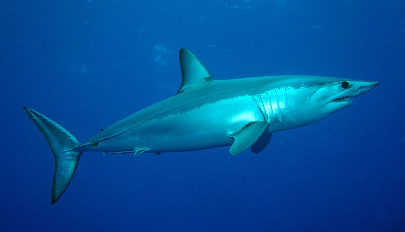 Florida Anglers Catch Possible World Record Mako Shark