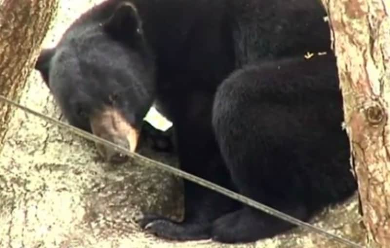 Troublesome Florida Black Bear Travels 90 Miles to Return Home