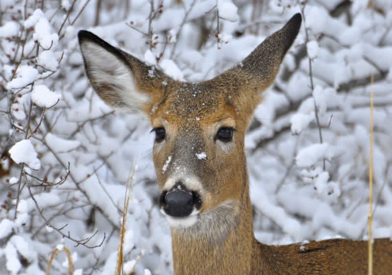 Wisconsin Deer, Turkey Mortality Possibly Lower than Feared