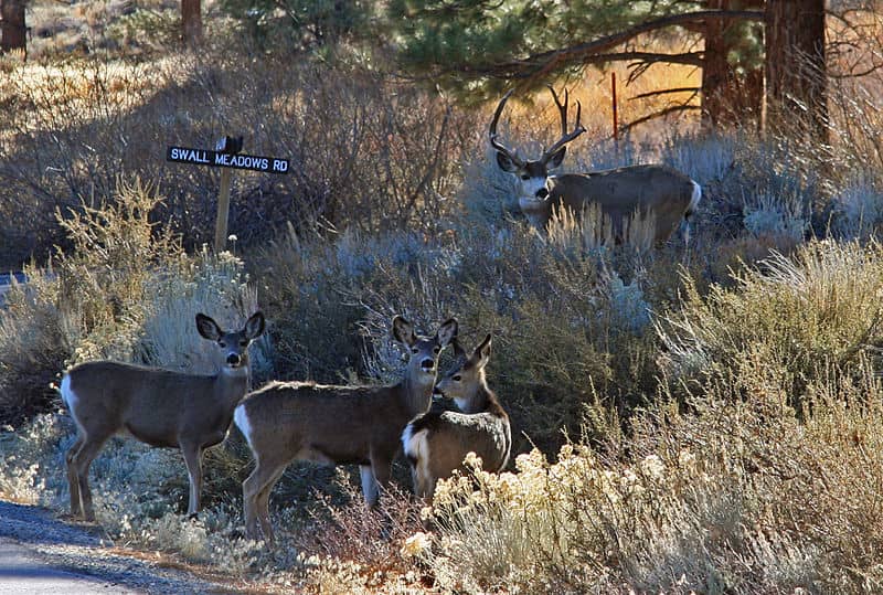 Mule Deer Herd Holds Furthest Migration Distance Record in the Lower 48