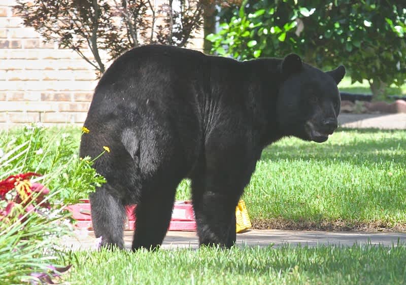 Bear Drags Florida Woman from Garage