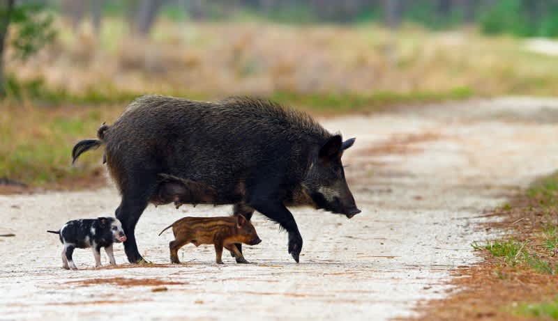 Hawaiian City Considers Calling on Sportsmen to Flush Out Feral Pigs