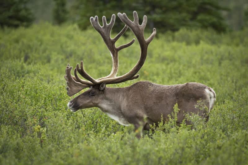 Ancient Caribou Hunting Site Discovered Underneath Lake Huron