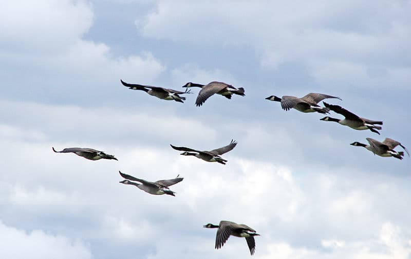 Airport Asks for Hunters’ Help to Control Canada Geese