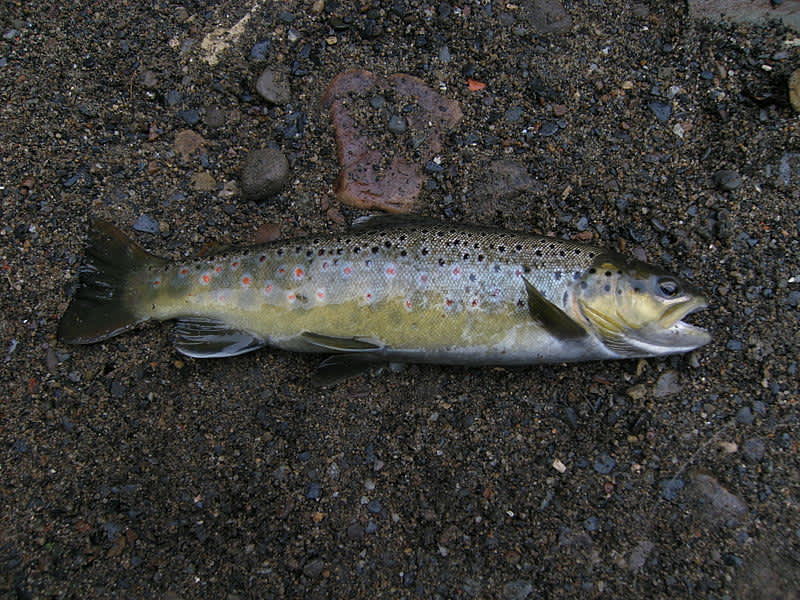 New Jersey Hatchery Loses 114,000 Trout to Bacterial Disease
