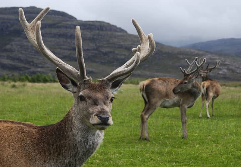 Study: European Deer Still Respect Cold War Border