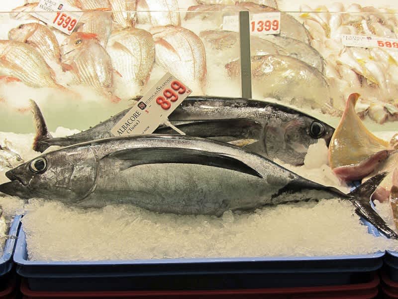 Study: Tuna Caught in Oregon Contain Radiation from Fukushima
