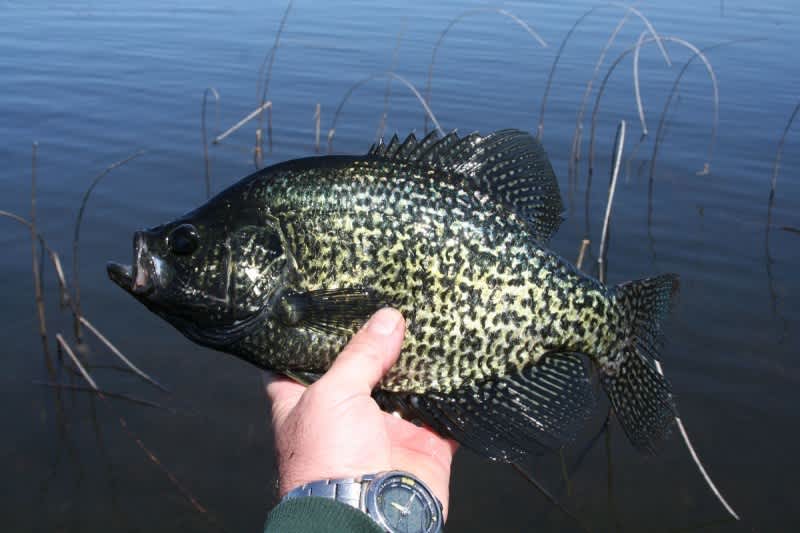 On the Hunt for Early Spring Crappies