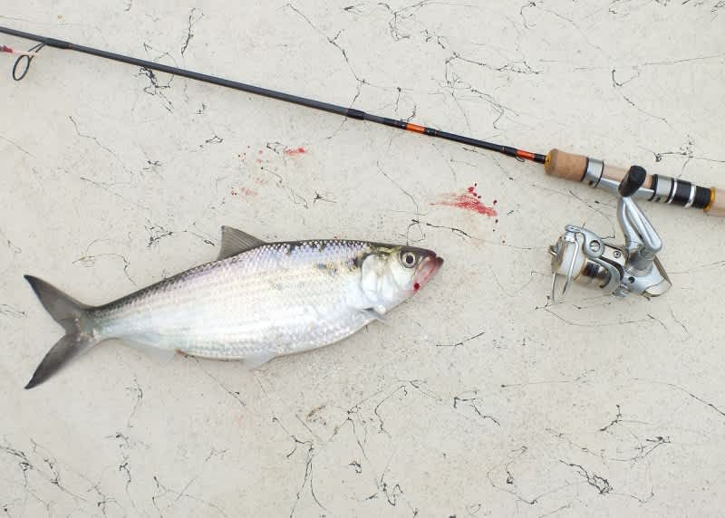 BEST Cheap Ultralight Fishing Rod that CATCHES FISH!