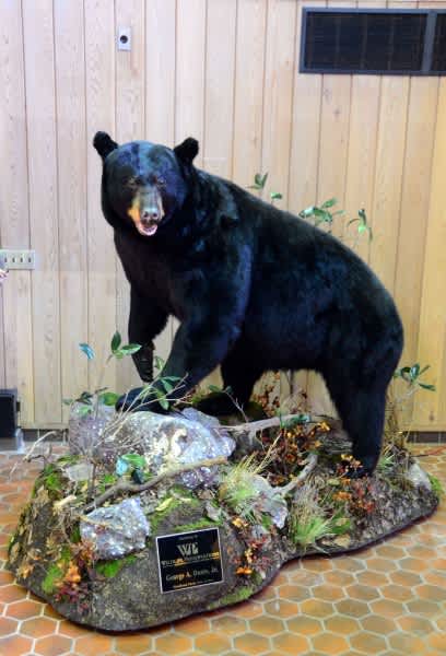 New Jersey Hunter Donates Record Black Bear to State Fishery