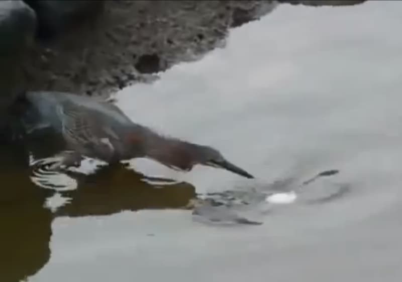 Video: Bird Baits Fish with Bread