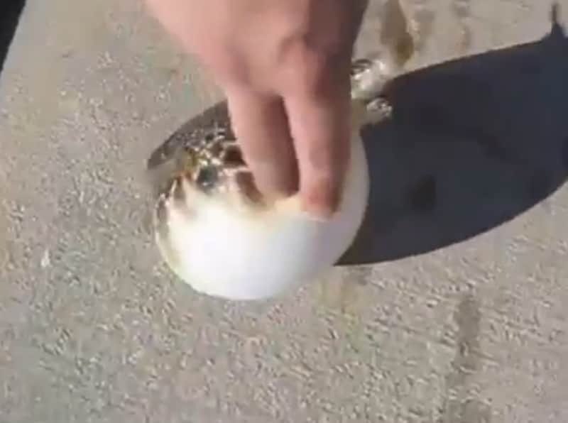 Video: Have You Ever Caught a Blowfish?