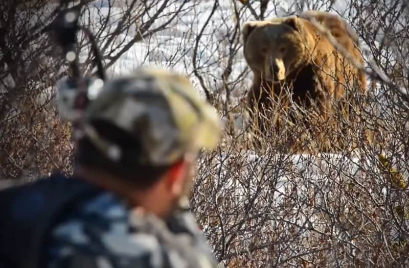 Video: Bowhunter Takes Shot on Massive Brown Bear