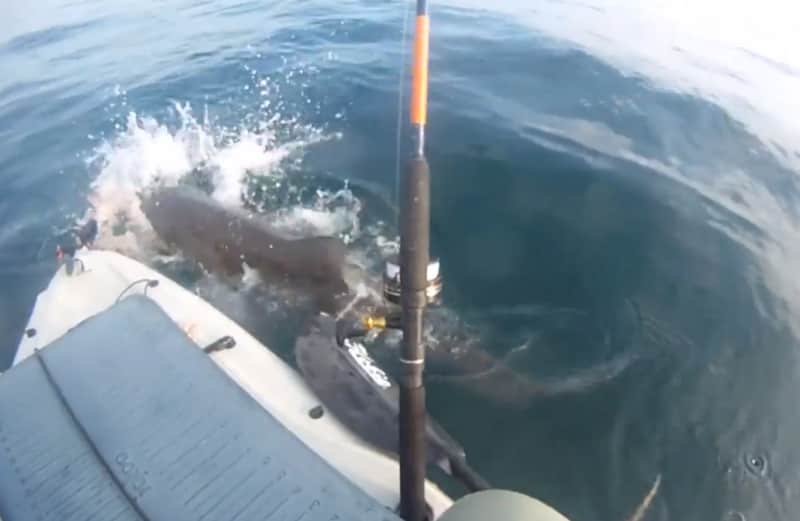 Video: Shark Surprises Kayak Fisherman, Gets Hooked