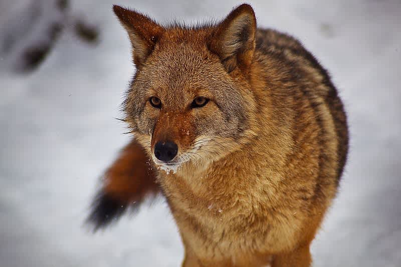 Utah DWR Offers Hunters $10,000 Contracts for Coyotes