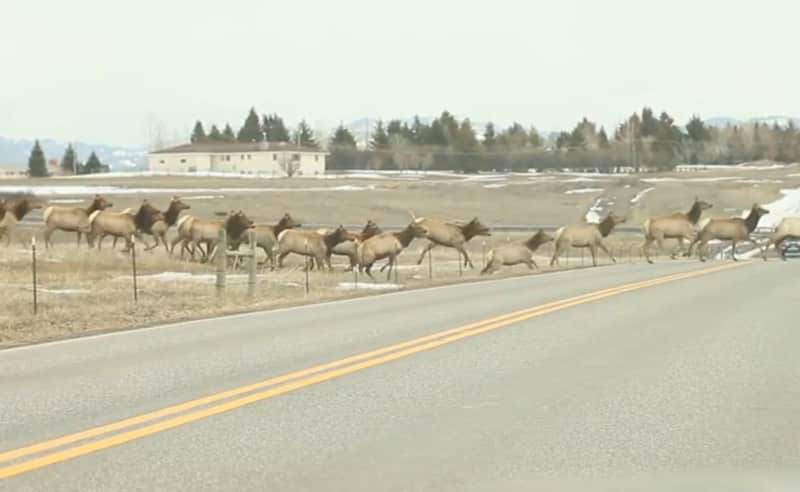 Video: Large Elk Crossing with Surprise Ending