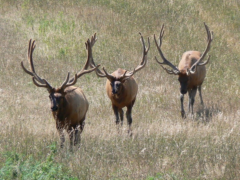 Last Shipment of Elk from Kentucky to Virginia Furthers Reintroduction Efforts