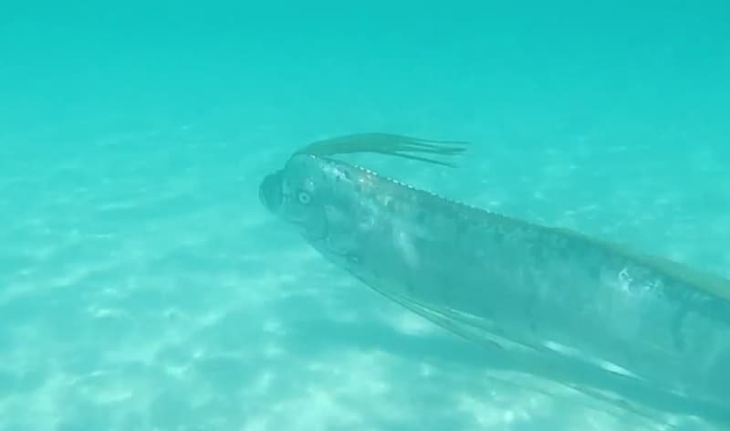 Video: Giant Oarfish in Shallow Waters