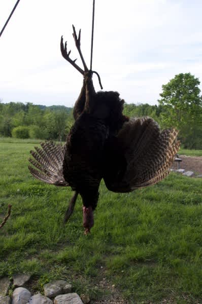 High on That Hill: A Turkey Hunting Story