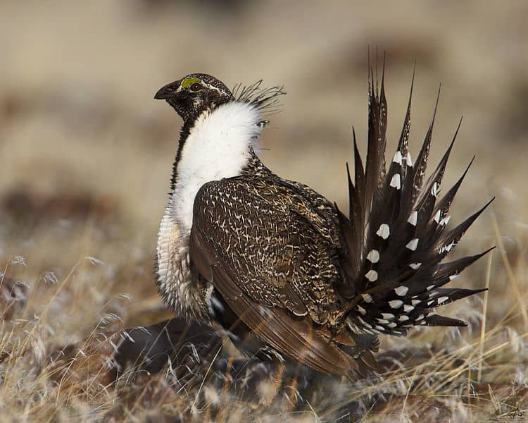 Will Poisoning Ravens Save the Sage Grouse?