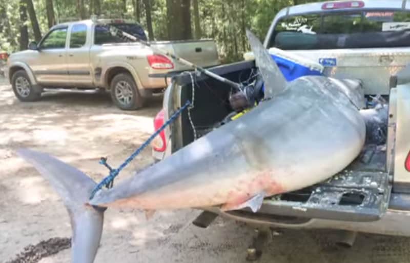 Eleven-foot Mako Shark Denied World Record