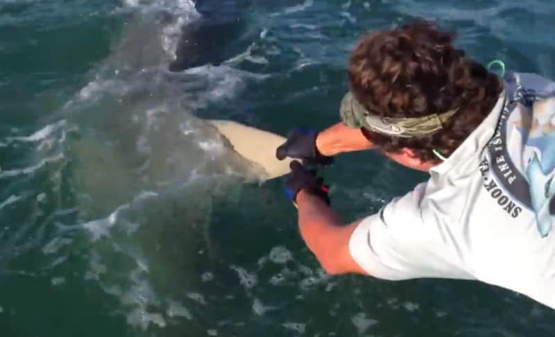 Video: Angler Wrestles Hammerhead Shark to Save Tarpon