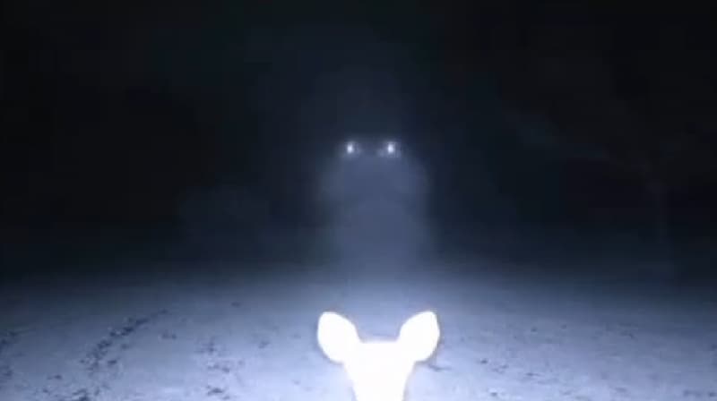 UFOs Spotlighting Deer? Trail Camera Manufacturer Offers Possible Answer