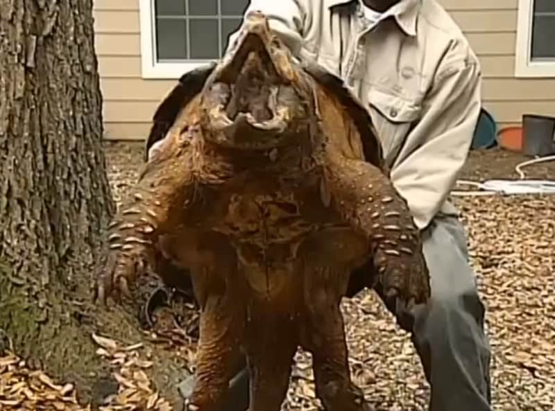 Video: Massive Alligator Snapping Turtle Rescued in Louisiana