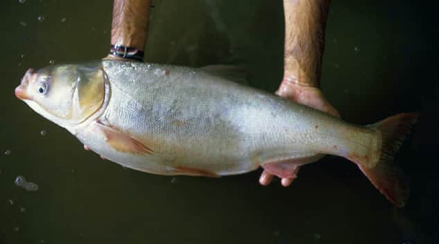 Researchers Plan on Fighting Asian Carp with Underwater Speakers