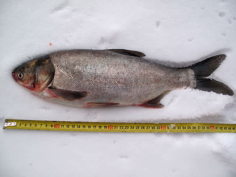 Asian Carp Die-off Kills 500,000 Fish in Kentucky