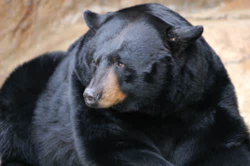 New 10-year Management Plan Opens Bear Hunting in Upstate New York