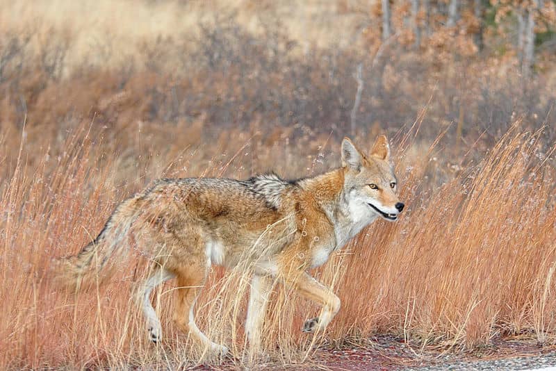 Video: Hunters Bag Coyote with 1,860-yard Shot