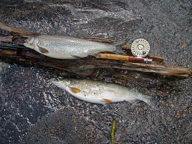 Yellowstone’s Crackdown on Non-native Lake Trout Sees Progress