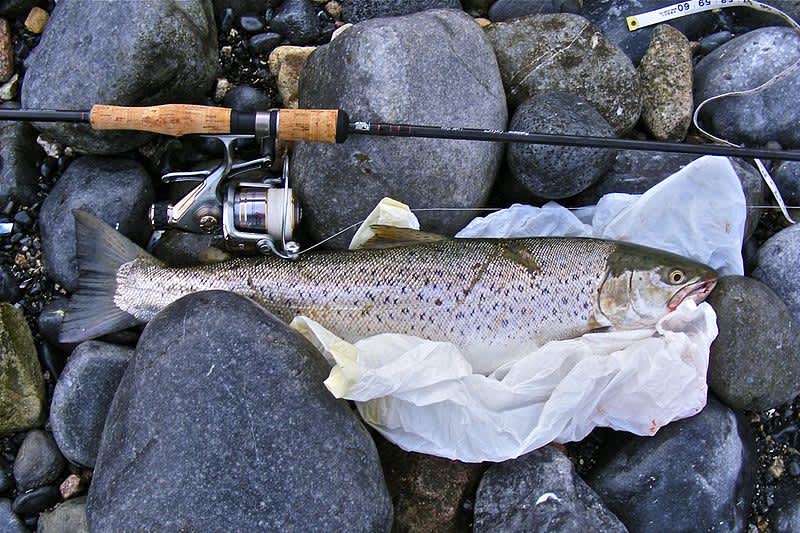 New Zealand Study Explores Health Risks of Trout Eating Mice