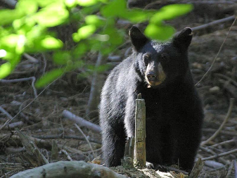 Maine Records Increase in Bear Complaints with Hunting Vote Looming