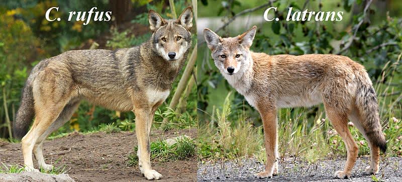 Judge Halts Coyote Hunting in Red Wolf Territory