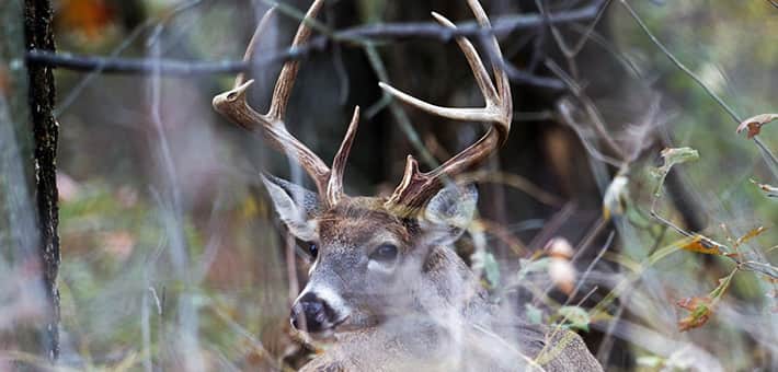 Putting an End to Deer Poaching on Sherburne National Wildlife Refuge
