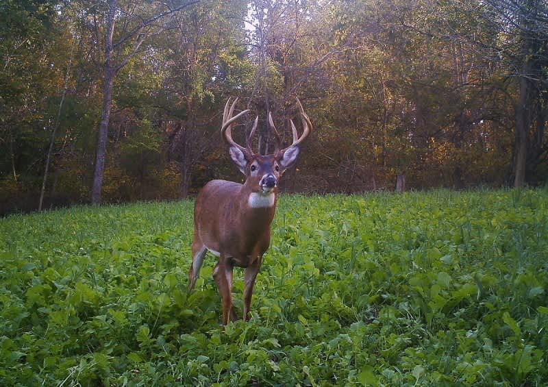 Food Plot Strategies for Summer Growth and Retention