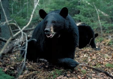 Great Lakes, Great Bears: Michigan Black Bear Hunting