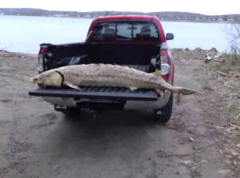 Seven-foot Atlantic Sturgeon Found in Connecticut River