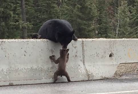 Video: Black Bear Mom Rescues Cub from Highway