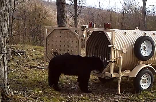Video: Tricky Bear Rubs Back on Trail Cam, Steals Doughnut from Trap