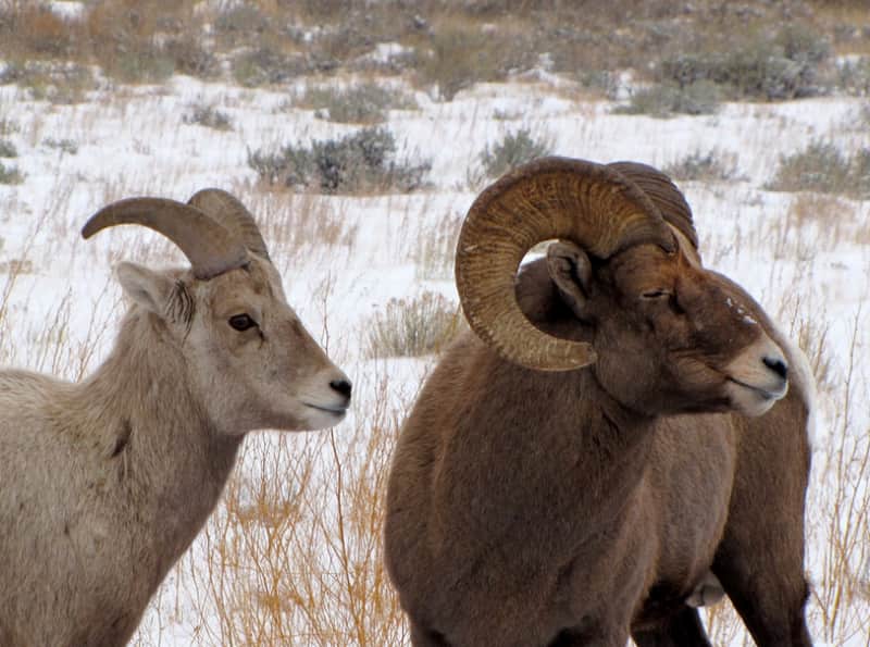 Nevada Officials Propose First-ever Bighorn Ewe Hunt