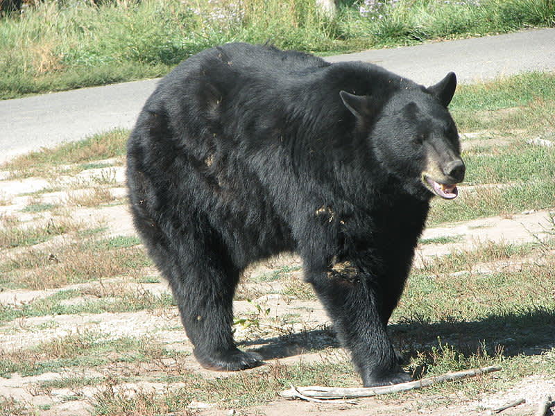 Black Bear Attack on Oil Site in Alberta Leaves One Dead