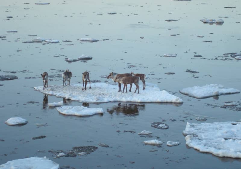 Ice Breakup Leaves Caribou Stranded in Porcupine River
